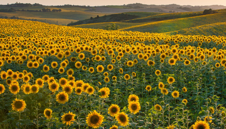 Opération tournesol